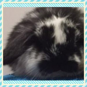 Baby Mini Lops in Armadale